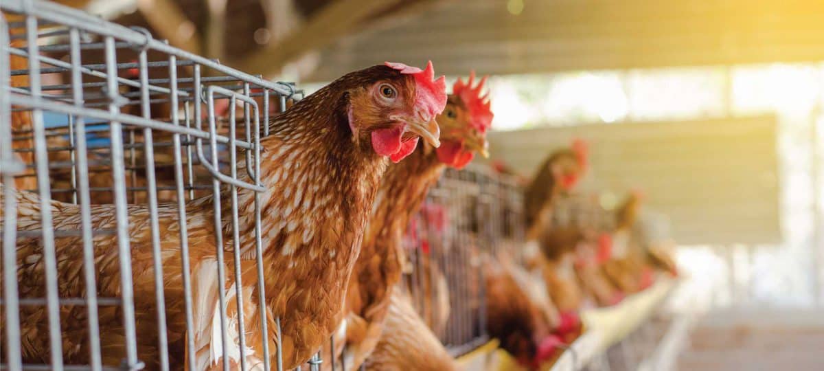 Pahami Besaran Pajak Ternak Ayam dan Cara Menghitungnya